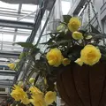 神代植物公園の写真_227322