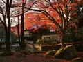 西教寺の写真_228846