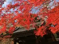 西教寺の写真_228847