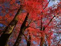 西教寺の写真_228848