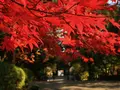 長等山 園城寺（三井寺）の写真_228858