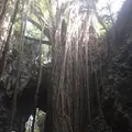 ガンガラーの谷の写真_229569