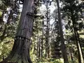 羽黒山五重塔の写真_229946