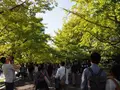 国営昭和記念公園の写真_230477