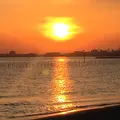 ふなばし三番瀬海浜公園の写真_231159