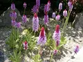 箱根湿生花園の写真_234363