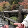 国民宿舎 古岩屋荘の写真_234520