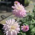 鳥取県立フラワーパークとっとり花回廊の写真_234861