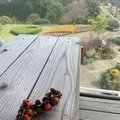 鳥取県立フラワーパークとっとり花回廊の写真_234864
