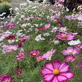 鳥取県立フラワーパークとっとり花回廊の写真_234866