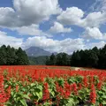 鳥取県立フラワーパークとっとり花回廊の写真_234869