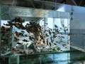 タツノオトシゴハウスの写真_235792