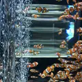 鴨川シーワールドの写真_236043