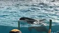 鴨川シーワールドの写真_236045