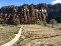 四ケ村の棚田の写真_236216