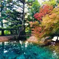 別府弁天池の写真_236594