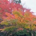 中尊寺の写真_237089