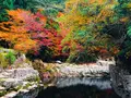 奥津渓の写真_237184