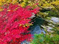 奥津渓の写真_237190