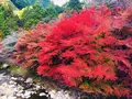 奥津渓の写真_237191
