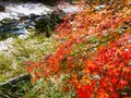 奥津渓の写真_237192