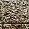 神奈川県立生命の星・地球博物館の写真_238056
