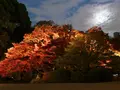 六義園の写真_238485