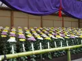 新宿御苑　菊花壇展の写真_238517