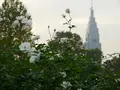 新宿御苑　菊花壇展の写真_238519
