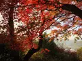 尾関山公園の写真_238543