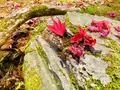 尾関山公園の写真_238545