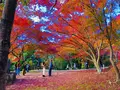 尾関山公園の写真_238549