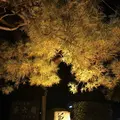 金沢城・兼六園の写真_238886