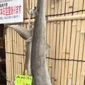 伊勢ひもの塾の写真_238963