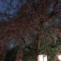 名古屋城の写真_238984