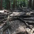鞍馬山の写真_239363