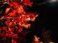 神勝禅寺 紅葉ライトアップ特別拝観の写真_239584