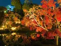 神勝禅寺 紅葉ライトアップ特別拝観の写真_239591