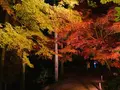 神勝禅寺 紅葉ライトアップ特別拝観の写真_239592