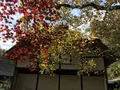川崎市立日本民家園の写真_240526