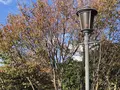 淡路ファームパーク イングランドの丘の写真_240893