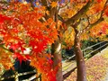 龍頭が滝の写真_240995