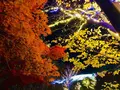 鳥取県立フラワーパークとっとり花回廊の写真_241027