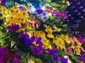 鳥取県立フラワーパークとっとり花回廊の写真_241028