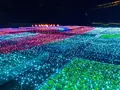 鳥取県立フラワーパークとっとり花回廊の写真_241033