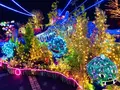 鳥取県立フラワーパークとっとり花回廊の写真_241035