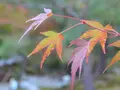 宝厳院の写真_241185
