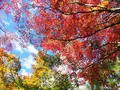 宝厳院の写真_241190