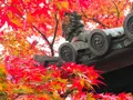蓮華寺の写真_241244