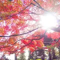 蓮華寺の写真_241248